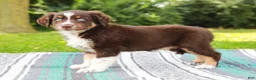 Australian Shepherd dogs for sale: Sarge - Ad 8