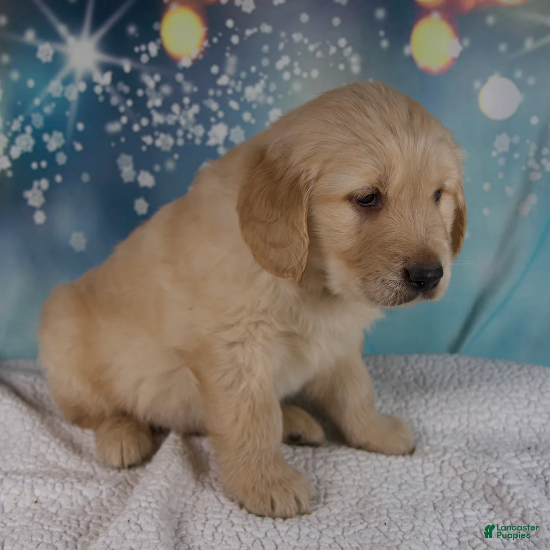 Golden Retriever dogs for sale: Edison - Ad 3
