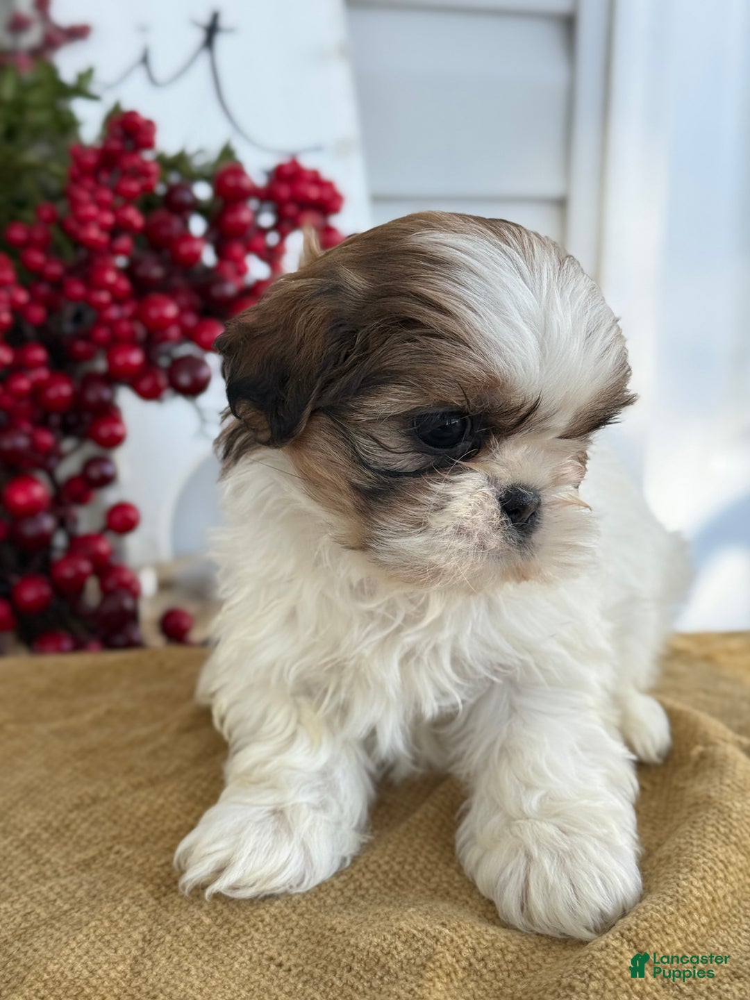 Shih Tzu dogs for sale: Pansy - Ad 4
