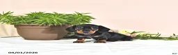 Miniature Dachshund dogs for sale: Princess - Ad 4