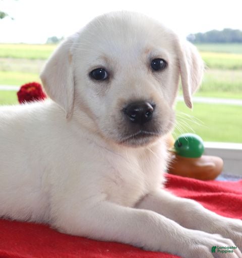 Labrador Retriever dogs Stella - Champion lines - Ad 1
