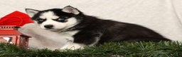 Siberian Husky dogs for sale: Dasher - Ad 4
