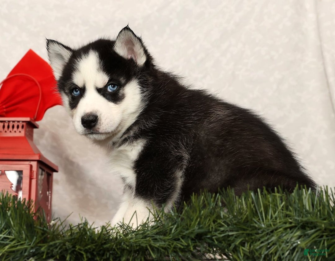 Siberian Husky dogs for sale: Dasher - Ad 4