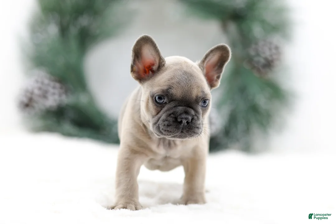 French Bulldog dogs for sale: Kallie - Ad 5