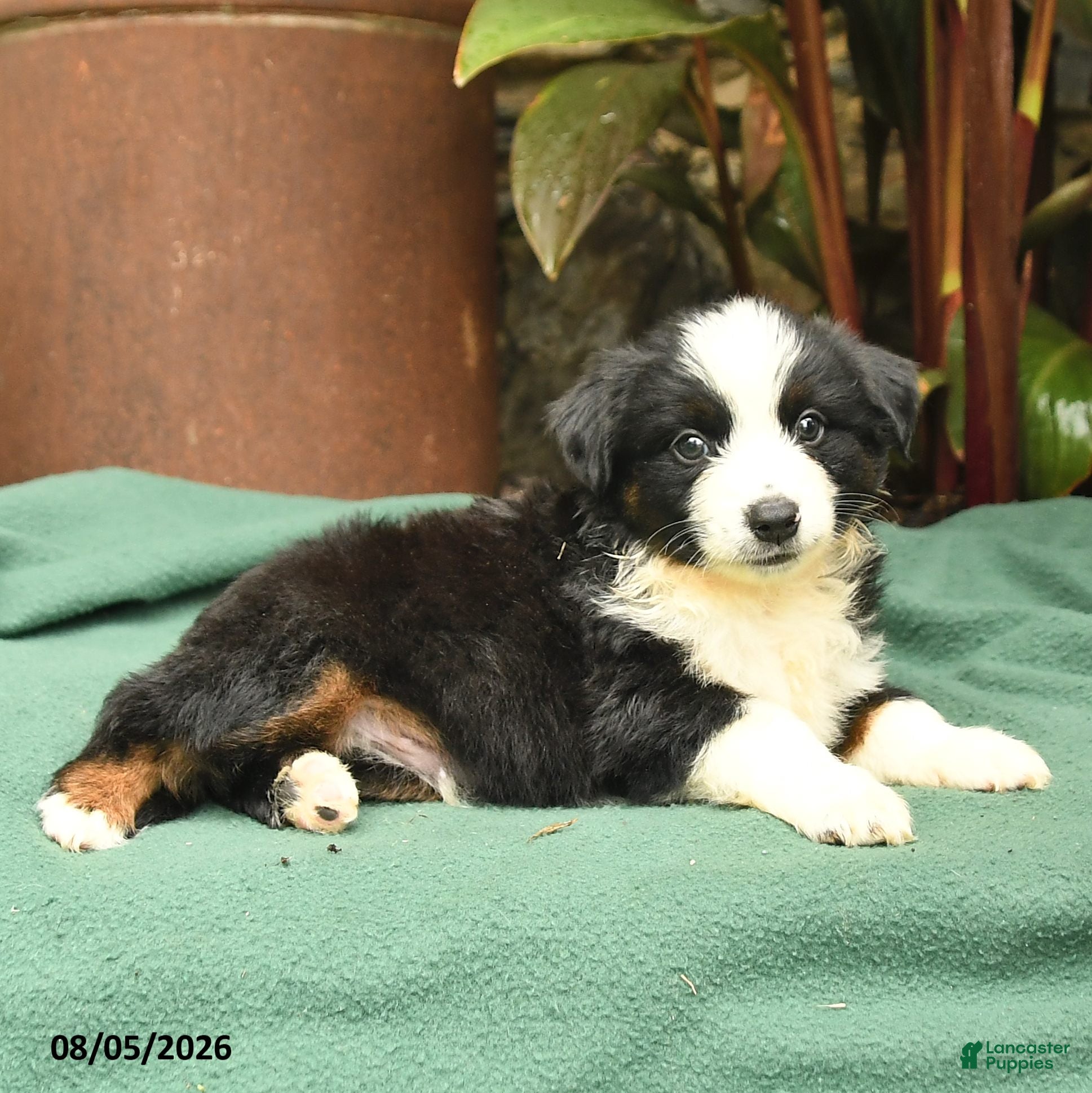 Miniature Australian Shepherd dogs Racer - Ad 2