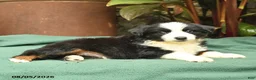 Miniature Australian Shepherd dogs for sale: Racer - Ad 2