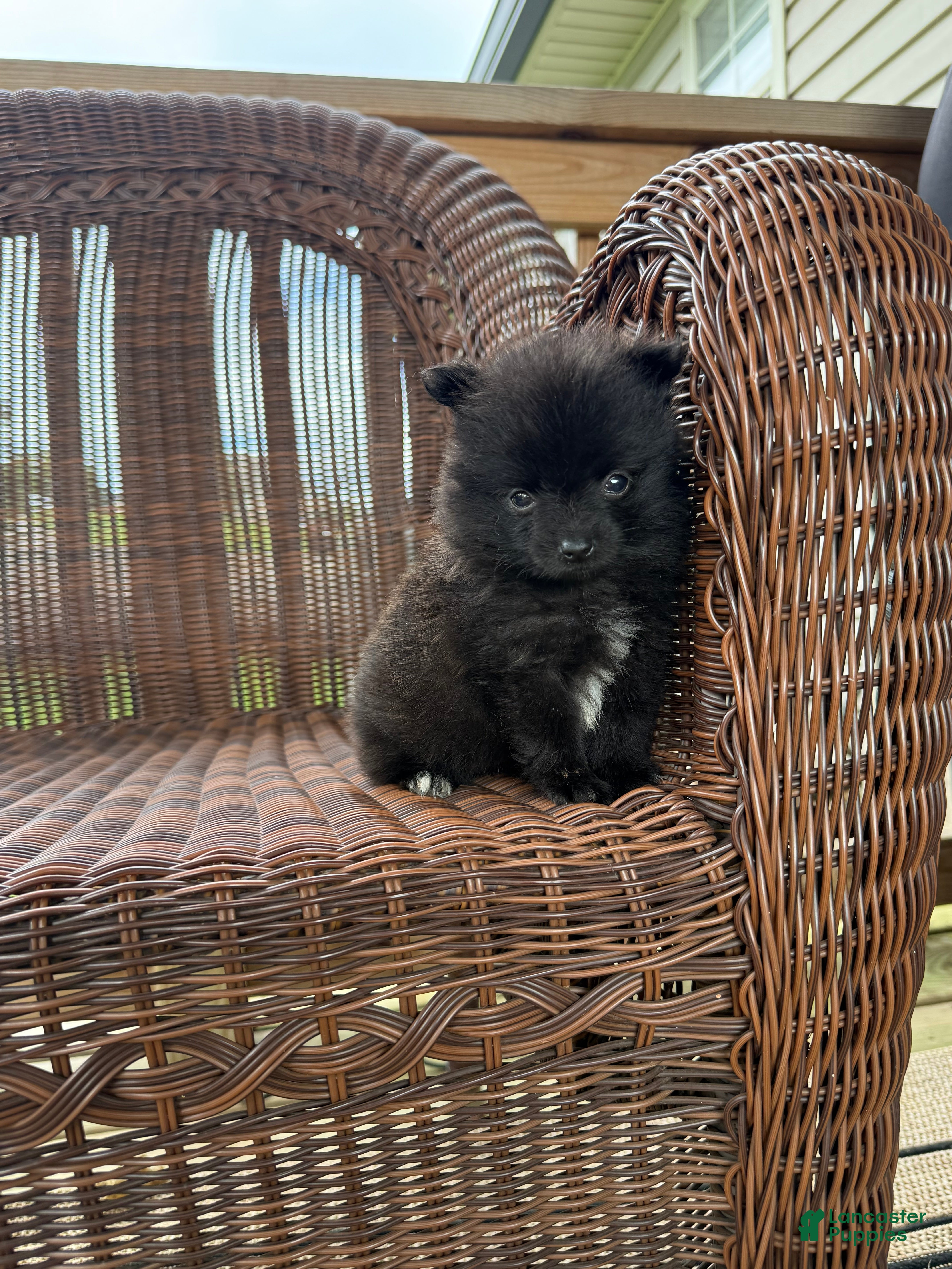Pomeranian dogs Jennifer TEACUP - Ad 6
