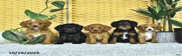 Cavapoo dogs for sale: Dax - Ad 5