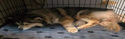 Pomsky dogs for sale: Merle boy - Ad 16