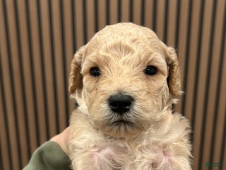 Goldendoodle dogs Chase - Ad 15