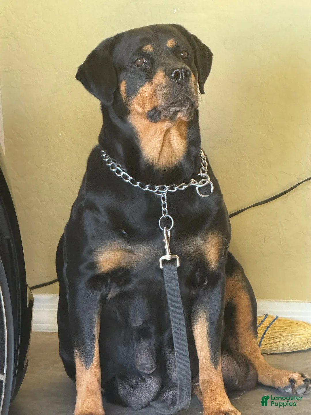 Rottweiler dogs for sale: Rottweiler litter of 5 puppies - Ad 1