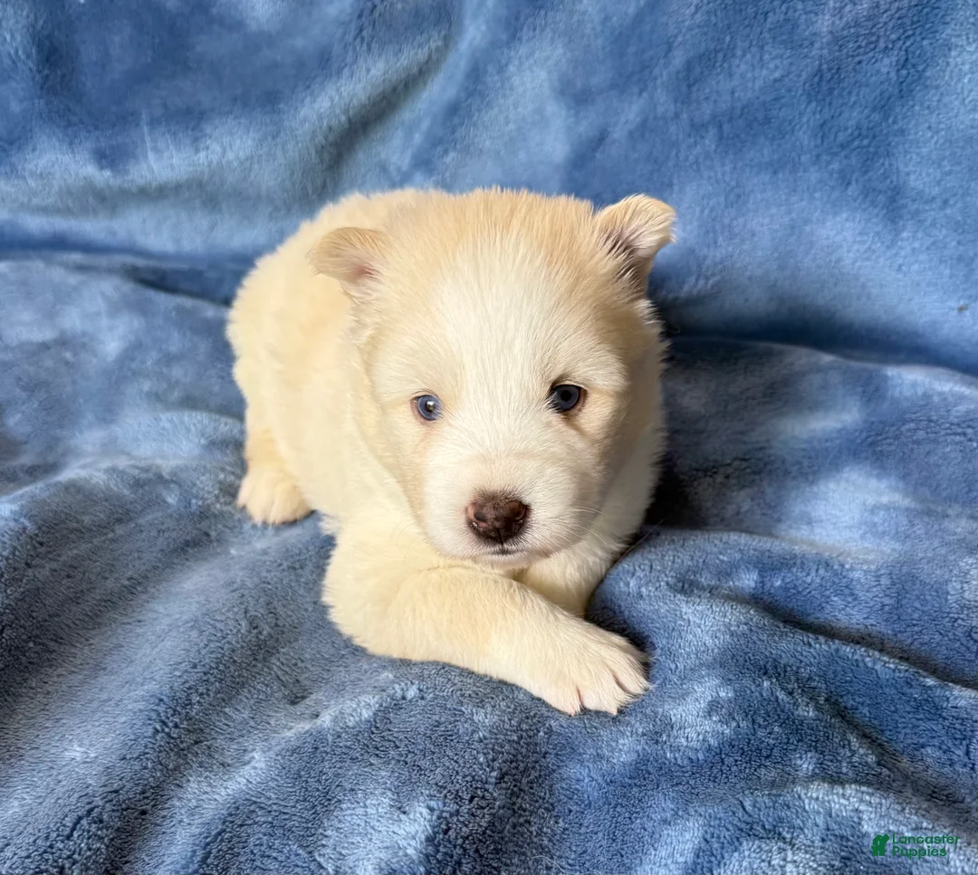 Pomsky dogs for sale: Rosalind - Ad 2