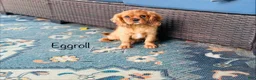 Cavalier King Charles Spaniel dogs for sale: Eggroll - Ad 3