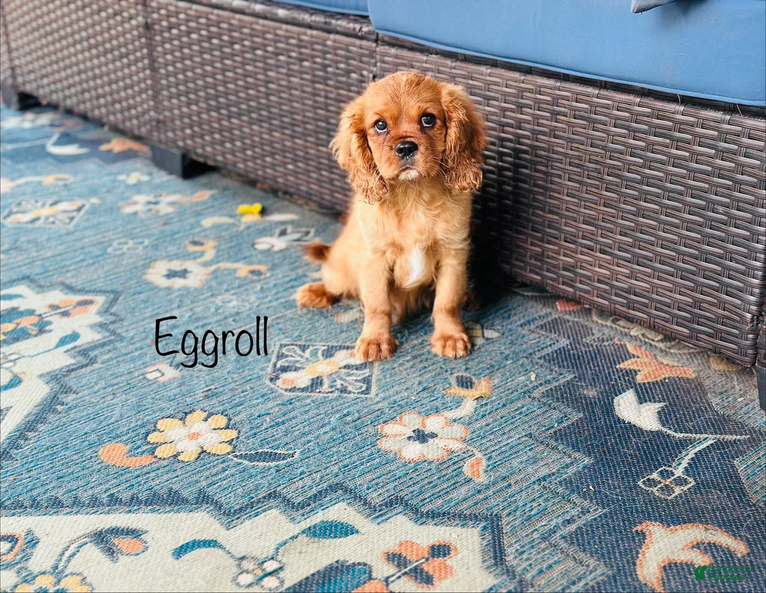 Cavalier King Charles Spaniel dogs for sale: Eggroll - Ad 3