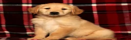 Golden Retriever dogs for sale: Teddy - Ad 4