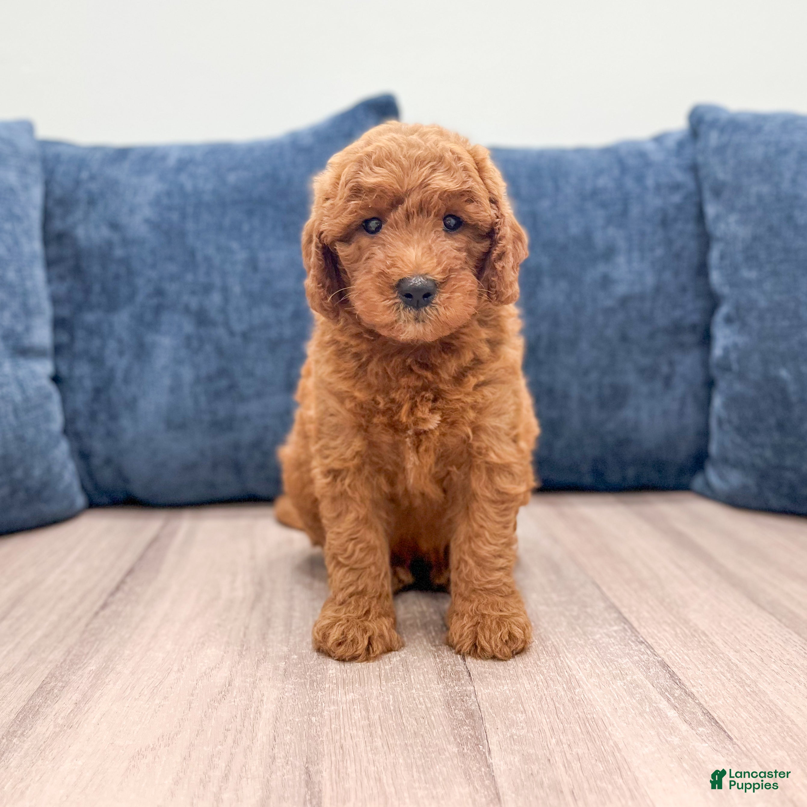 Mini Goldendoodle dogs Sage - Ad 1