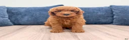 Mini Goldendoodle dogs for sale: Sage - Ad 1
