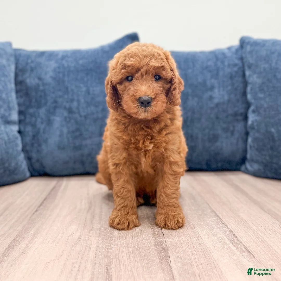 Mini Goldendoodle dogs for sale: Sage - Ad 1