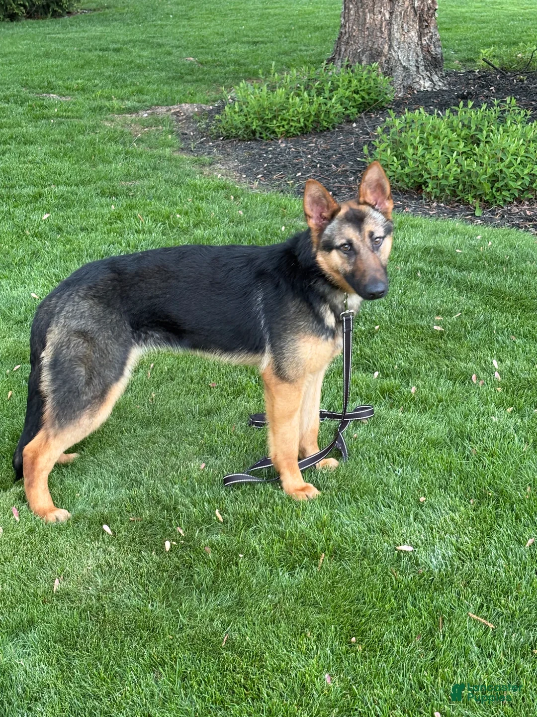 German Shepherd dogs for sale: German Shepherd Puppy Zoe - Ad 1