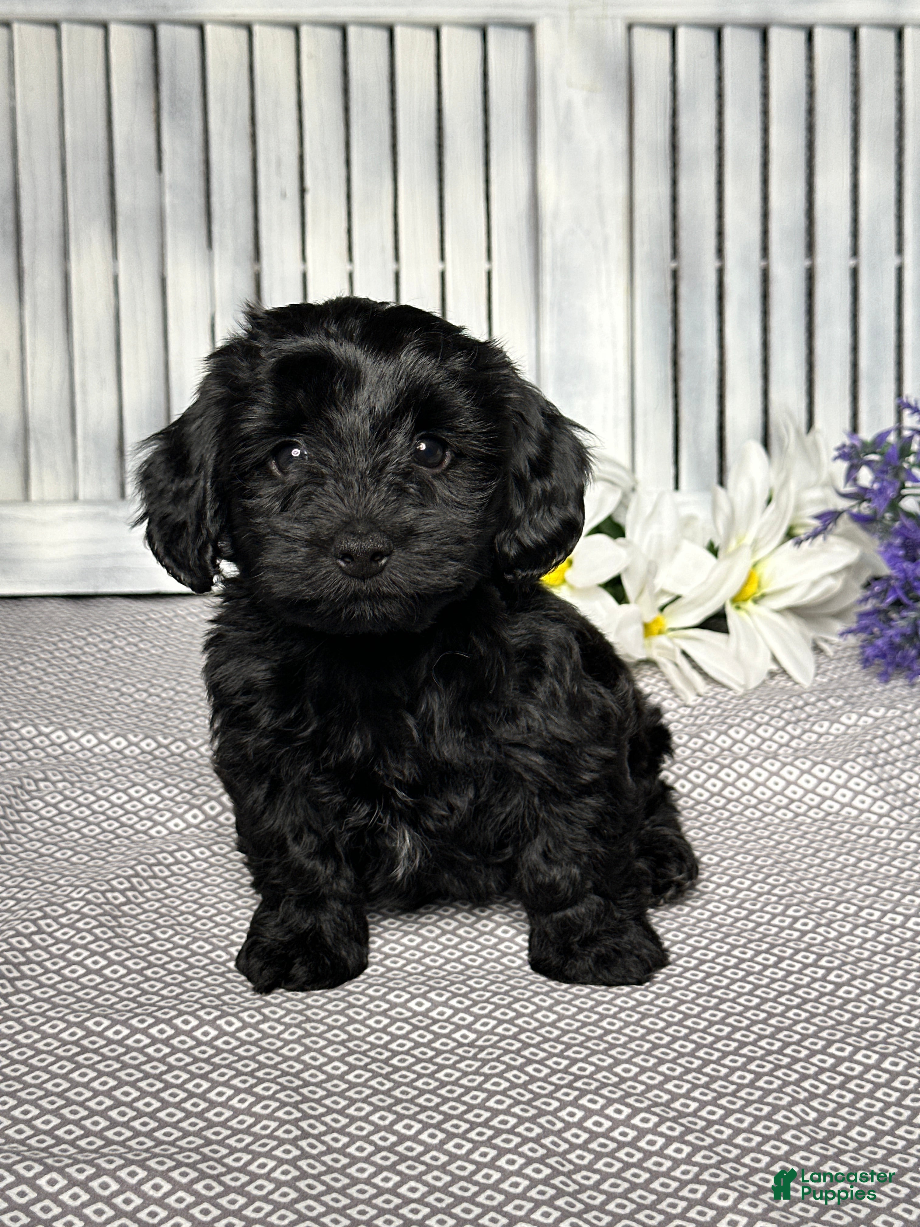 Mixed Breed dogs Jake - Ad 1