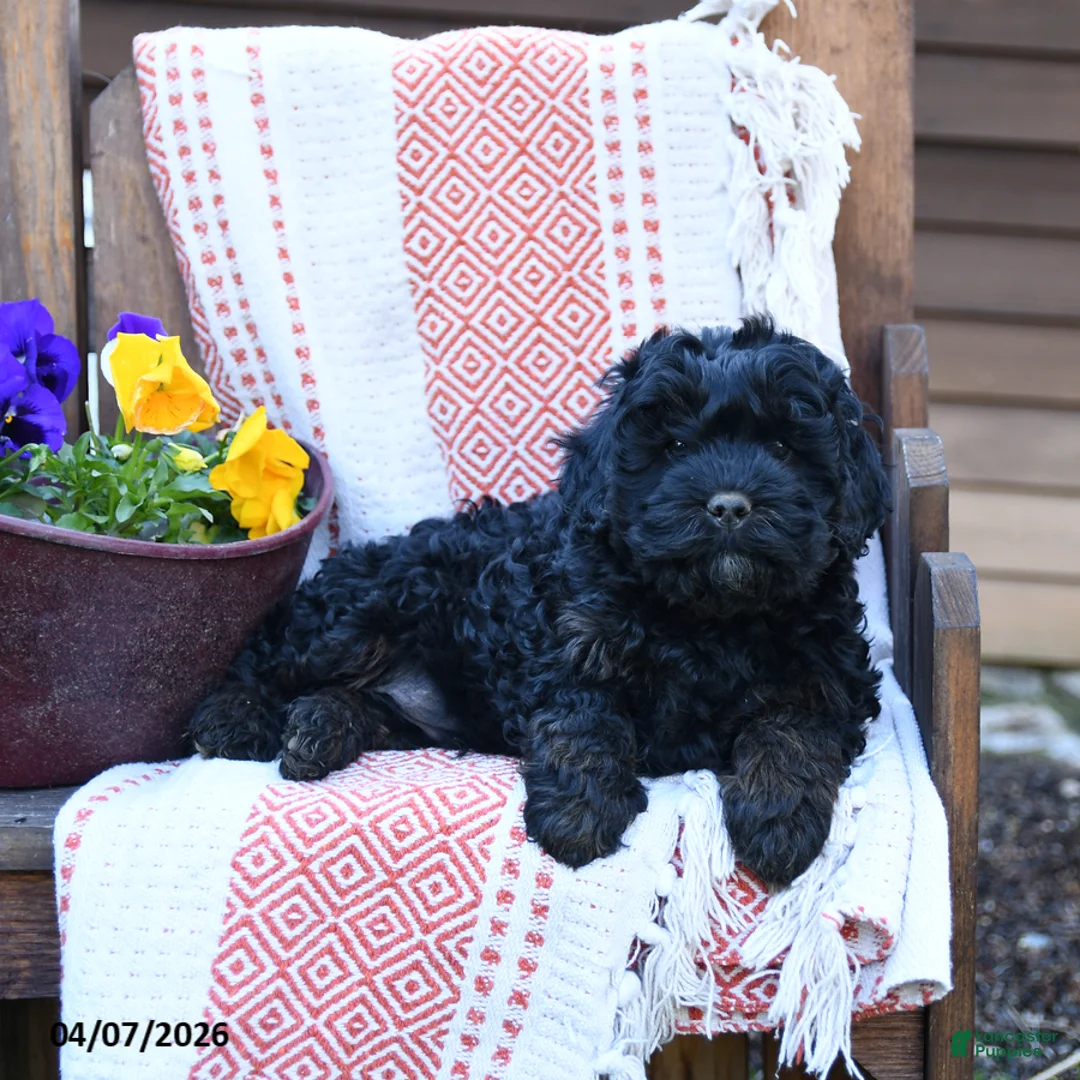 Mixed Breed dogs for sale: Max - Ad 3