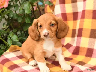Miniature Dachshund dogs for sale: Daffodil - Ad 1
