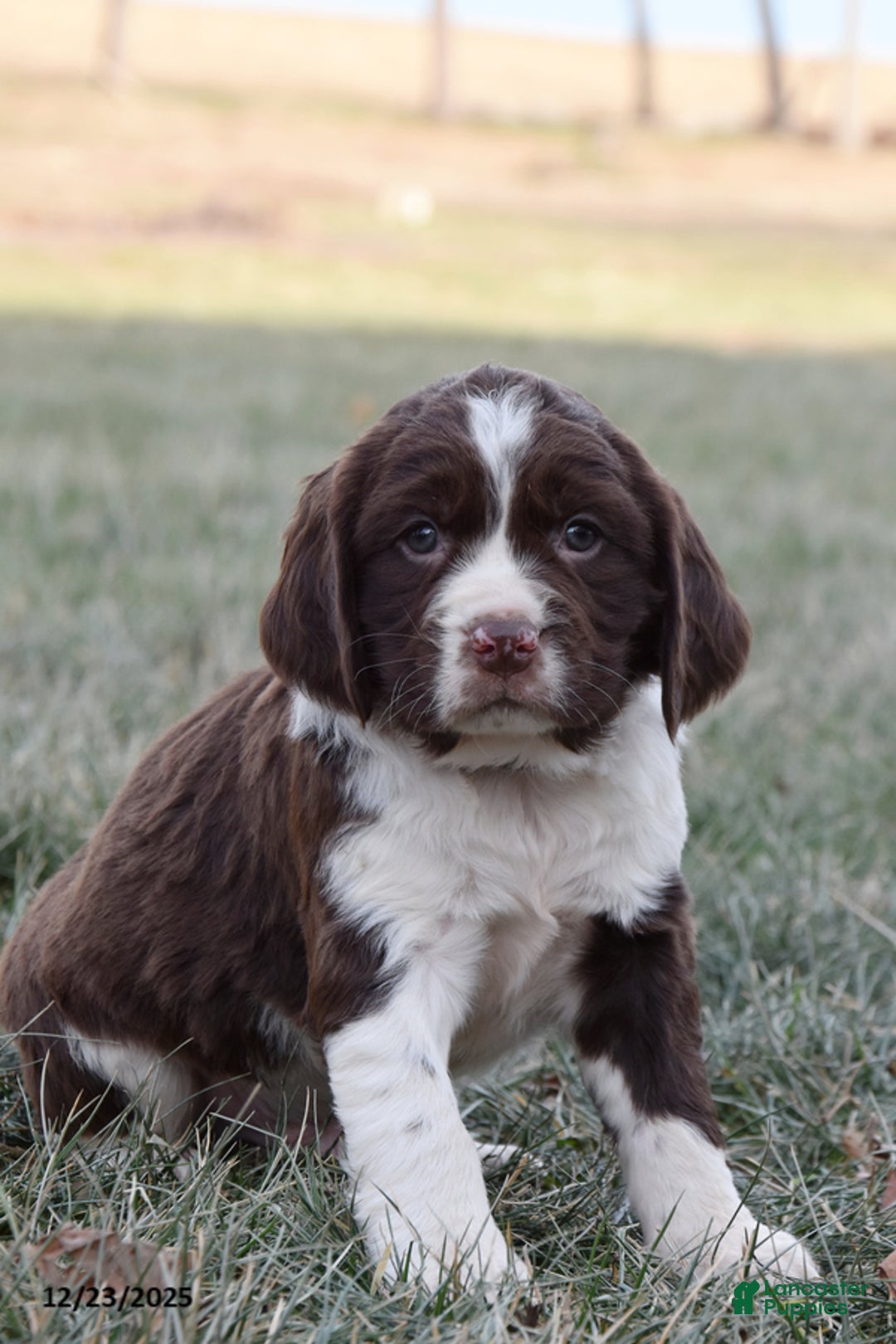 English Springer Spaniel dogs for sale: Max - Ad 1