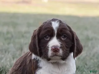 English Springer Spaniel dogs Max - Ad 10