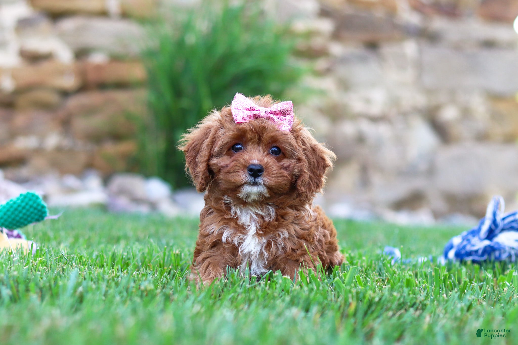 Cavapoo dogs Sophie - Ad 2