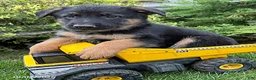 German Shepherd dogs for sale: Diesel - Ad 3