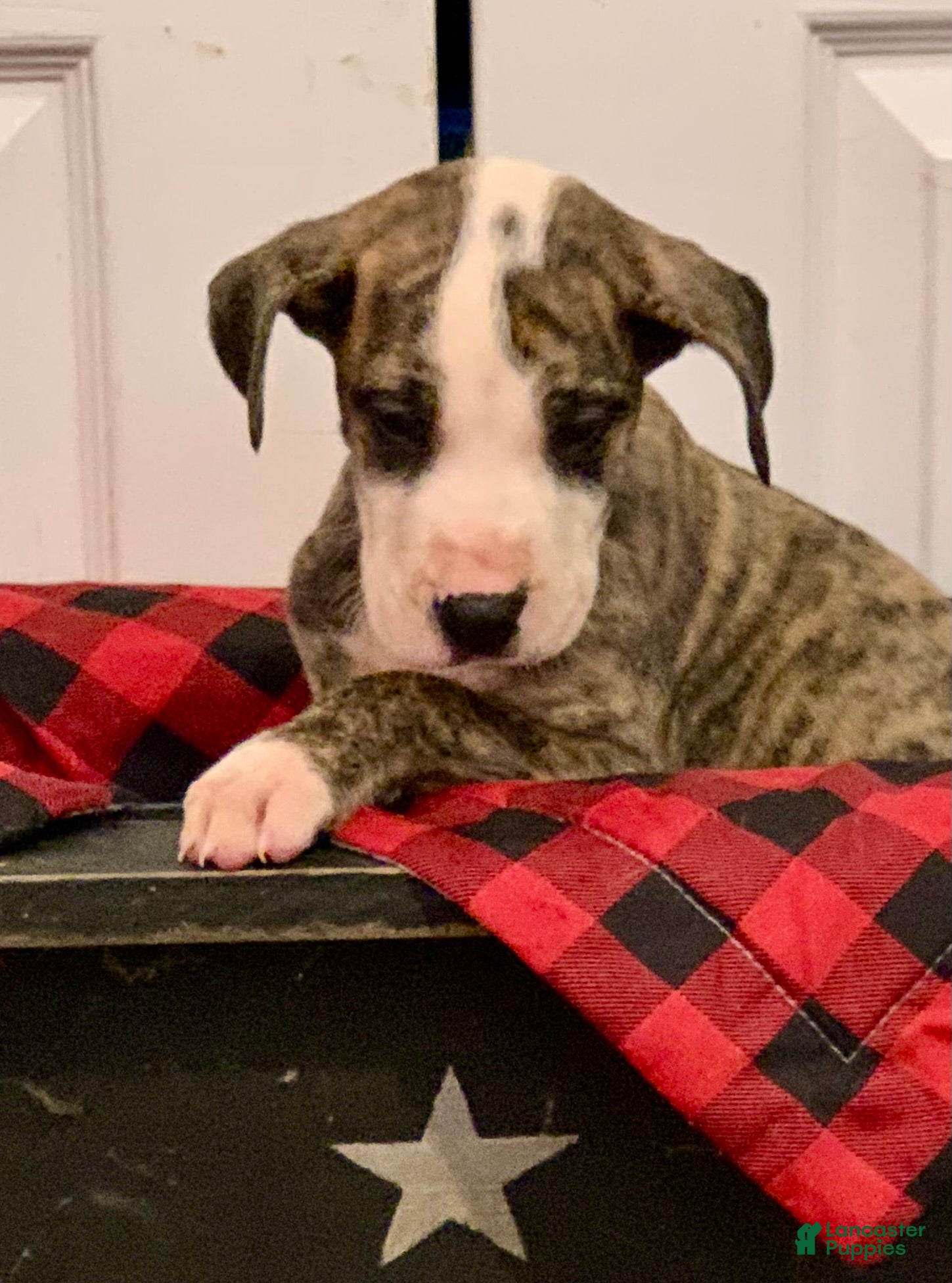 Great Dane dogs Mr.Jingle - Ad 12