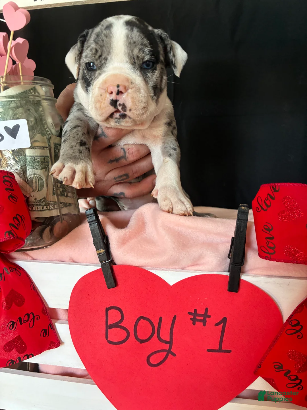 Olde English Bulldogge dogs for sale: Olde English Bulldogge Puppy 1 - Ad 8