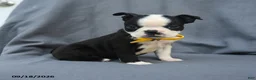 Boston Terrier dogs for sale: Oreo - Ad 4