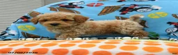 Bichpoo dogs for sale: Chubs - Ad 3