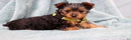 Yorkshire Terrier dogs for sale: Benny - Ad 3