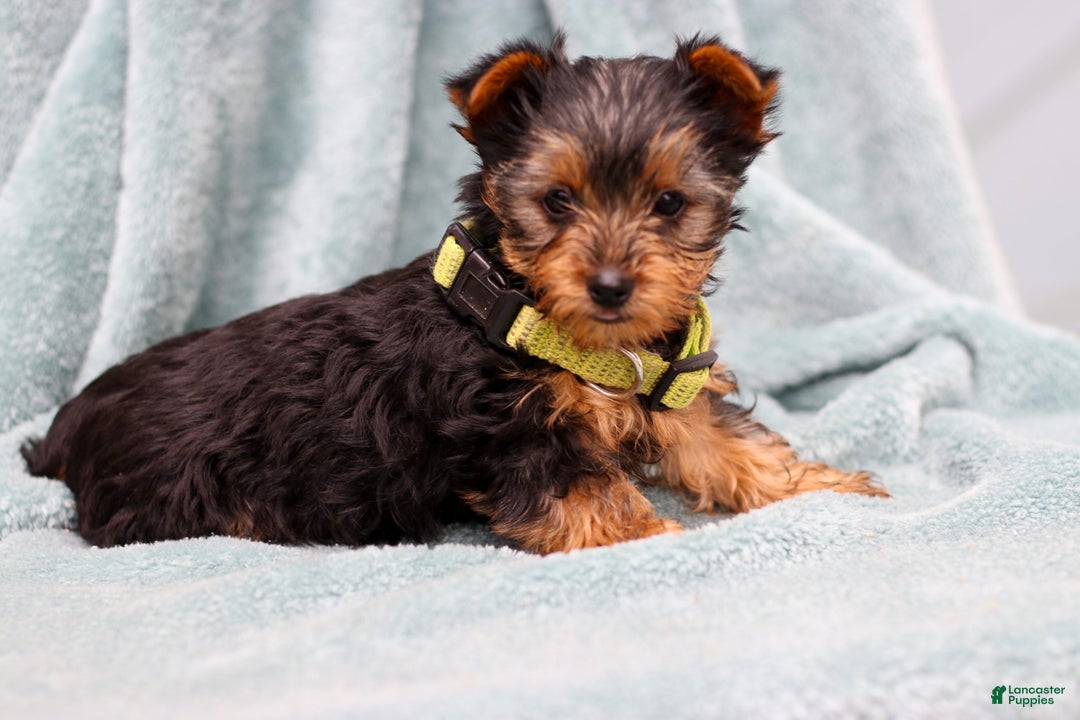 Yorkshire Terrier dogs for sale: Benny - Ad 3
