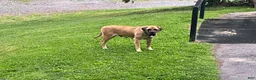 English Mastiff dogs for sale: Bear - Ad 3