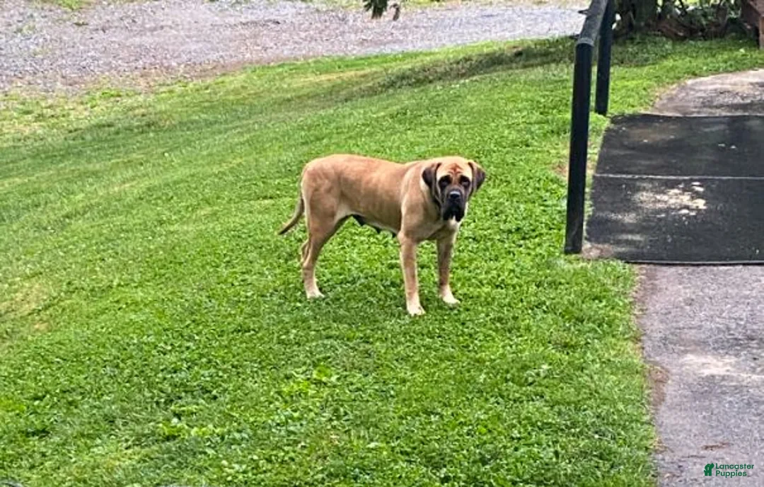 English Mastiff dogs for sale: Bear - Ad 3