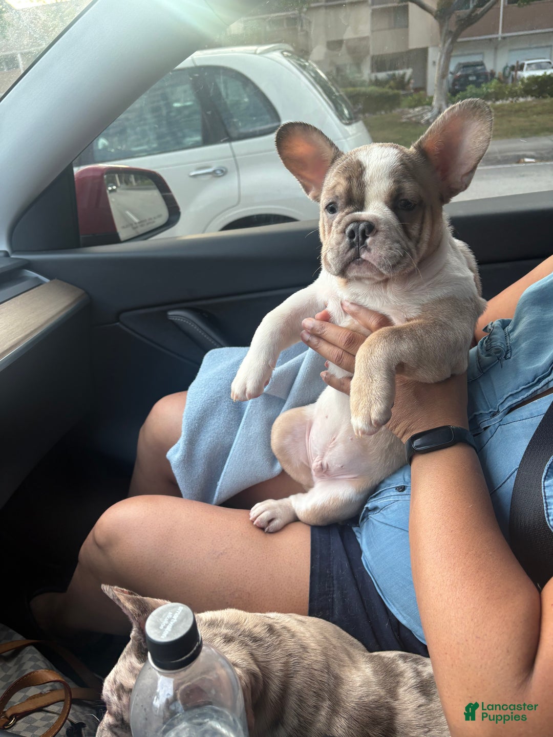 French Bulldog dogs for sale: French Bulldog Puppy 2 - Ad 3