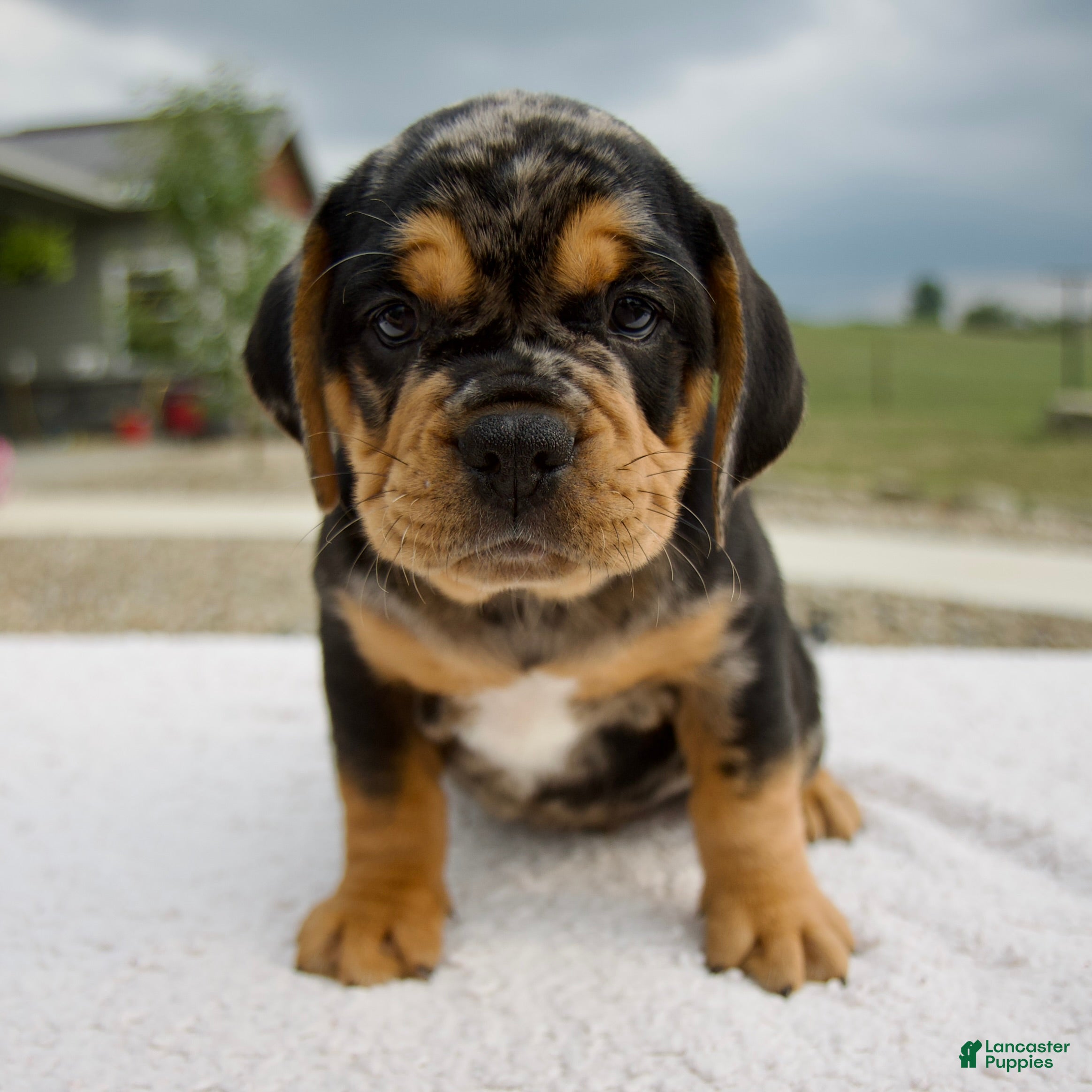 Beabull dogs Ty - Ad 1