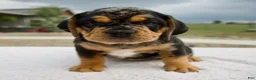 Beabull dogs for sale: Ty - Ad 1