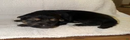 German Shepherd dogs for sale: Ranger - Ad 3