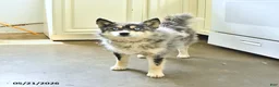 Pomsky dogs for sale: Jenna - Ad 7