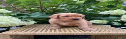 Golden Retriever dogs for sale: Lottie  - Ad 5