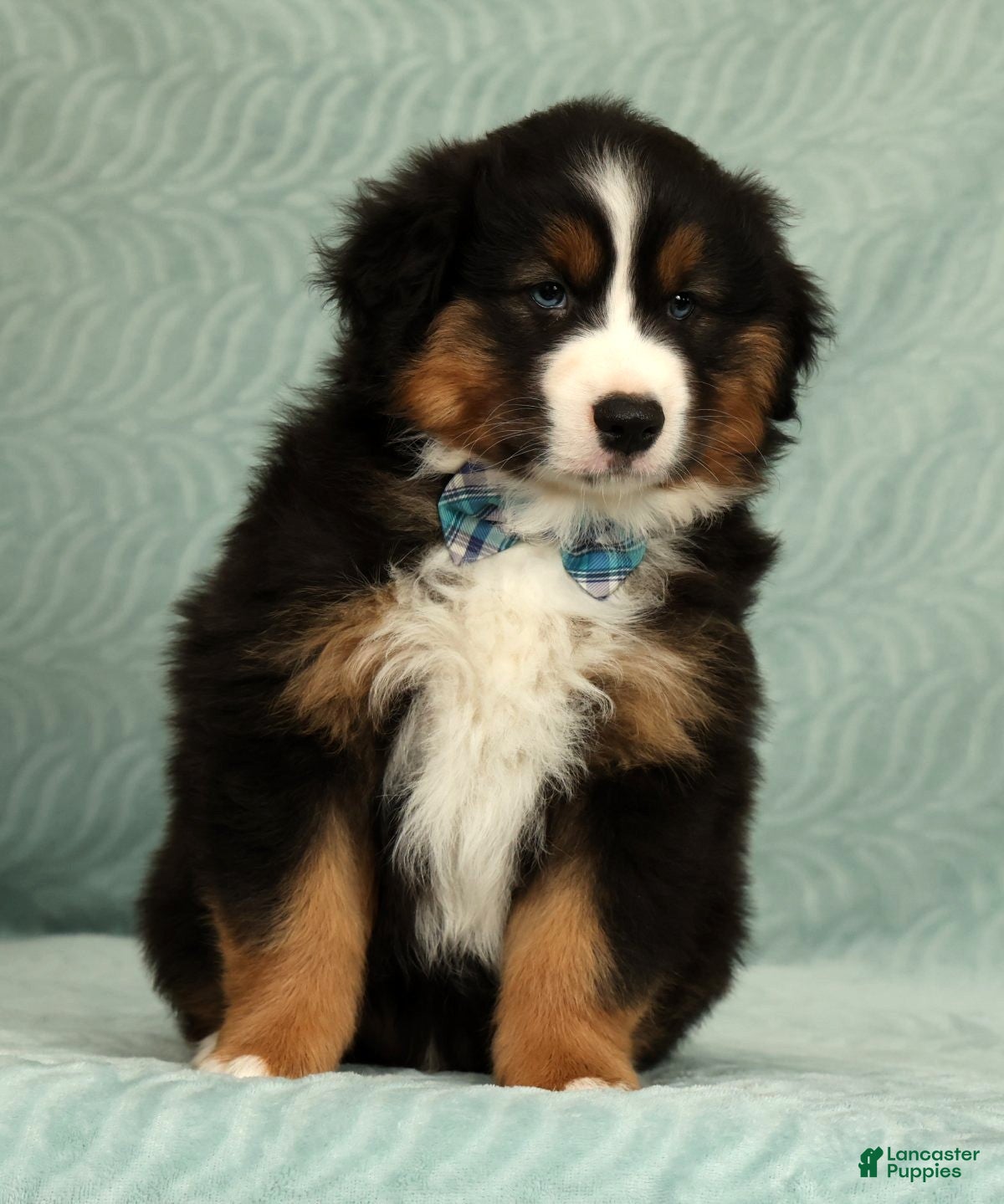 Australian Shepherd dogs for sale: Bear - Ad 5