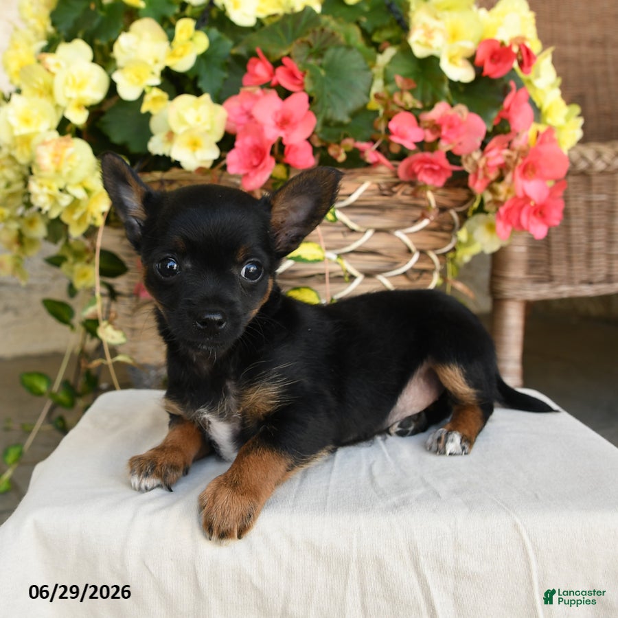 Mixed Breed dogs Ashley - Ad 2