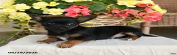 Mixed Breed dogs for sale: Ashley - Ad 2