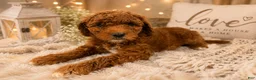 Mini Goldendoodle dogs for sale: Dahlia - Ad 1