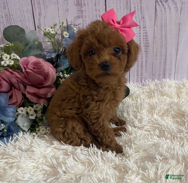 Toy Poodle dogs Pixie- tiny - Ad 1