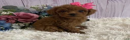 Toy Poodle dogs for sale: Pixie- tiny - Ad 1